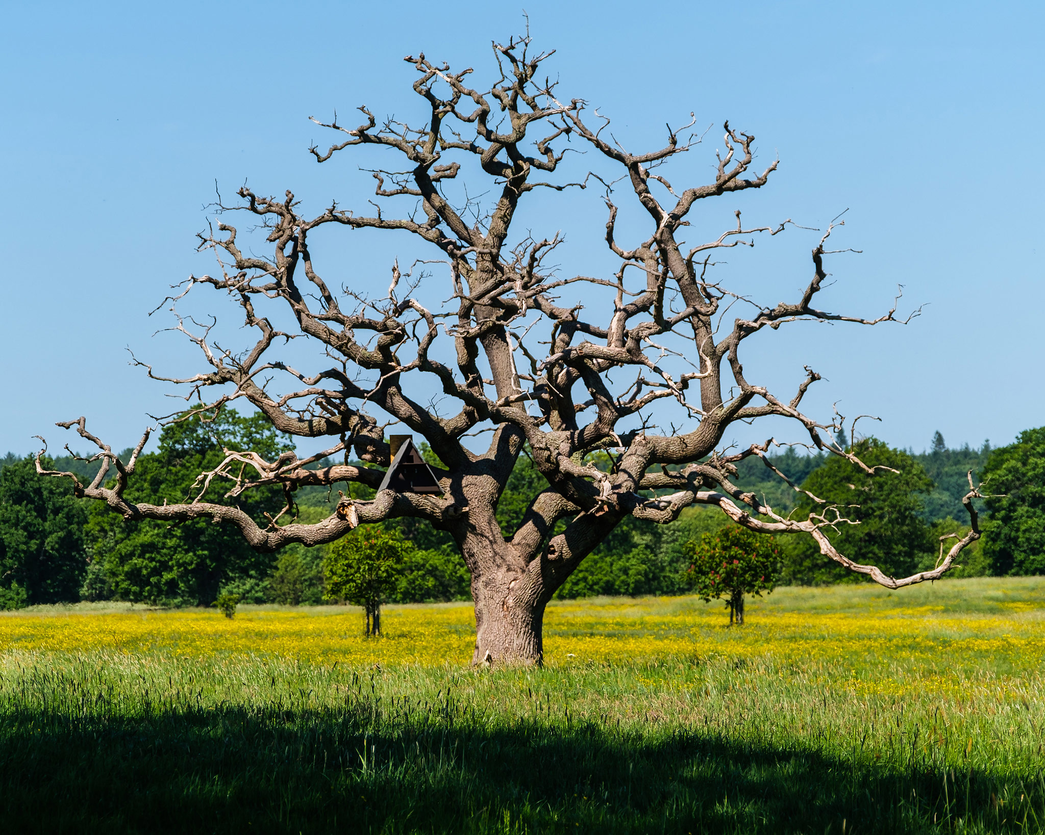 Dead oak with owl nesting box, Castle Howard